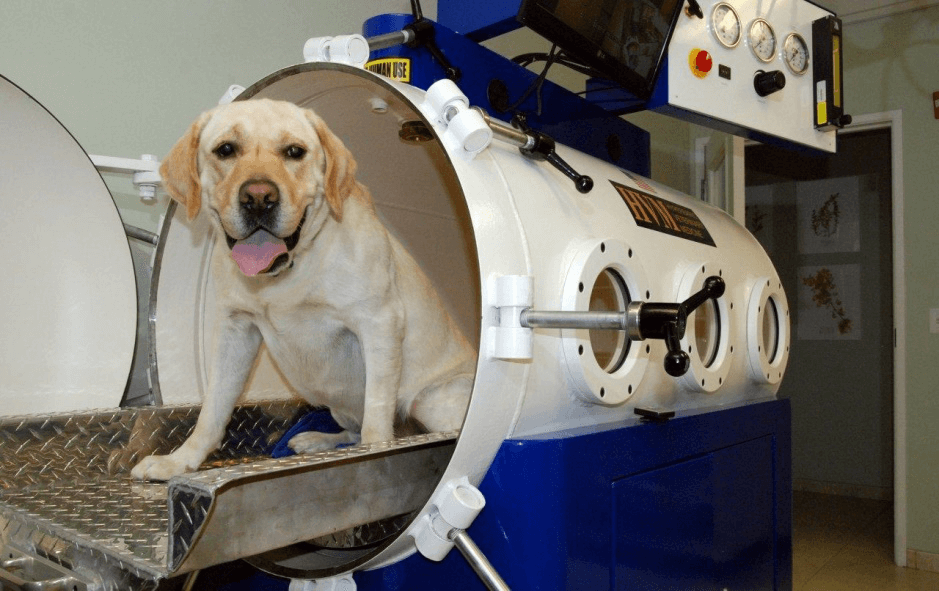 Which is the best Veterinary Hyperbaric Oxygen Chamber in 2020?